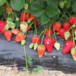 "Piante di Fragola Alba"