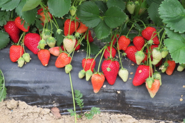 "Piante di Fragola Alba"