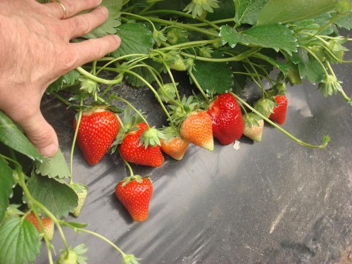 Fragola Scala