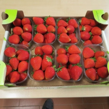 Fragola Scala