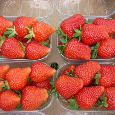 Fragola Malga
