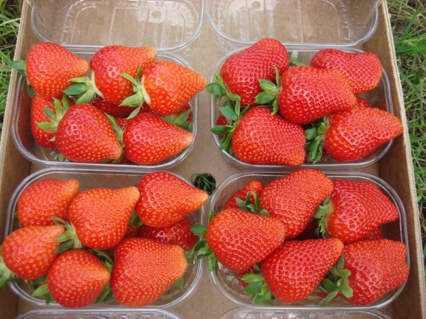 Fragola Malga