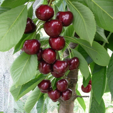"Piante di Ciliegio Carmen"