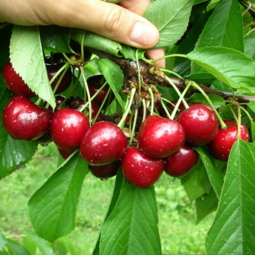 "Piante di Ciliegio Ferrovia"
