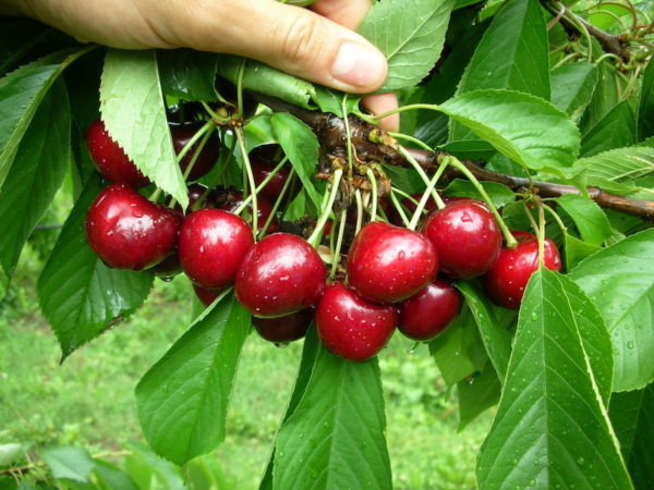 "Piante di Ciliegio Ferrovia"