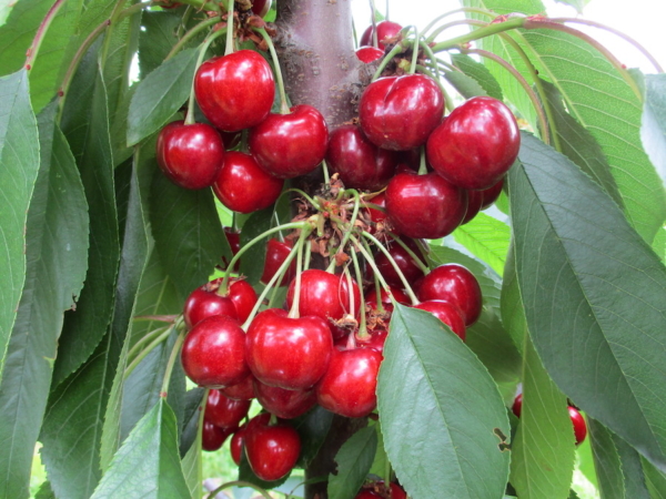 "Piante di Ciliegio Frisco"