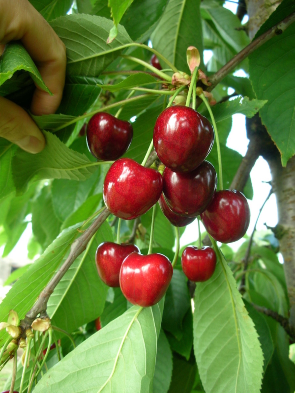 "Piante di Ciliegio Kordia"