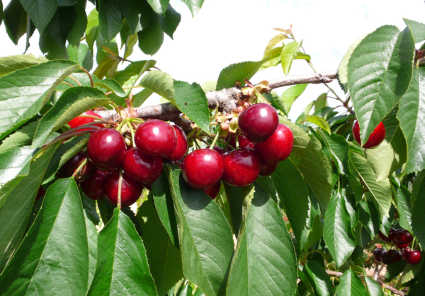 "Piante di Ciliegio Nimba"