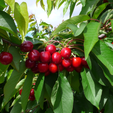"Piante di Ciliegio Pacific Red"