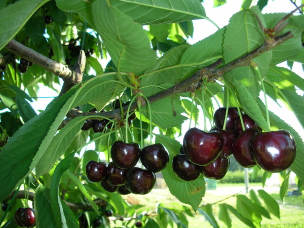 "Piante di Ciliegio Regina"