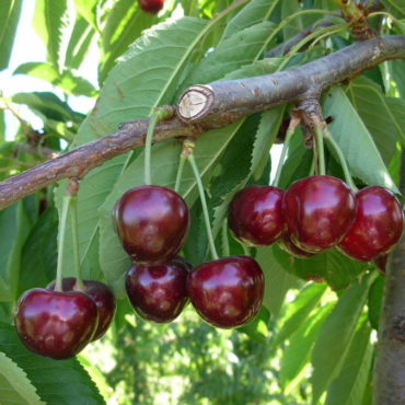 "Piante di Ciliegio Tamara"