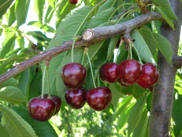 "Piante di Ciliegio Tamara"