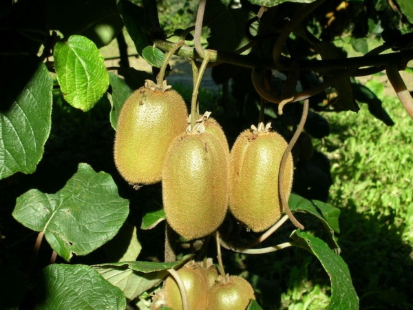 Boerica Kiwi