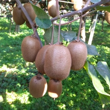 Kiwi