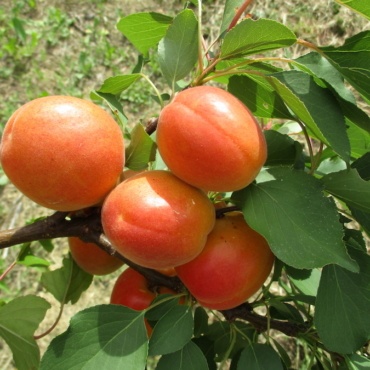 Nirosa1 Albicocche
