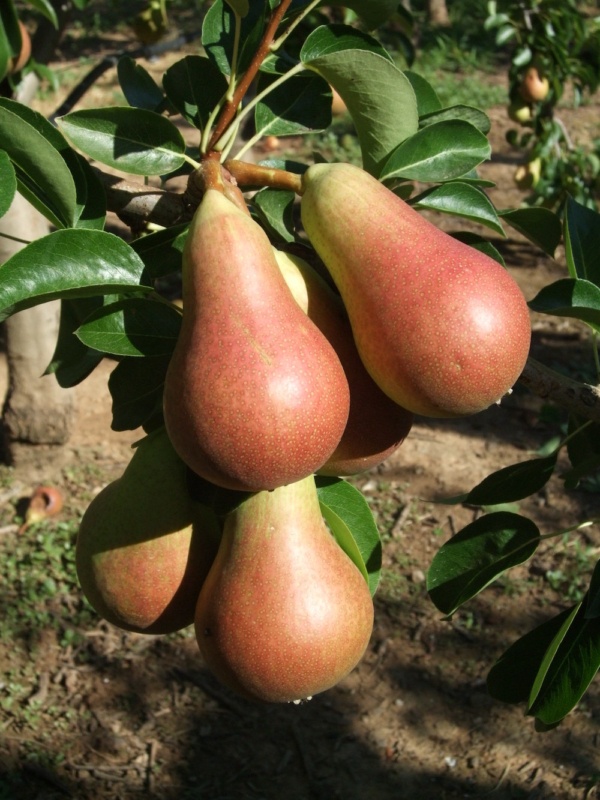 Pere Carmen