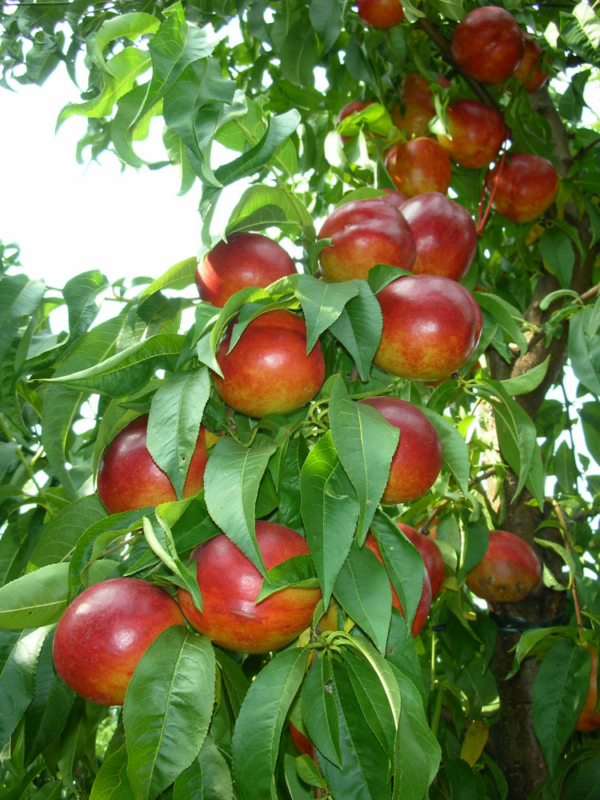 Dulciva nettarina gialla