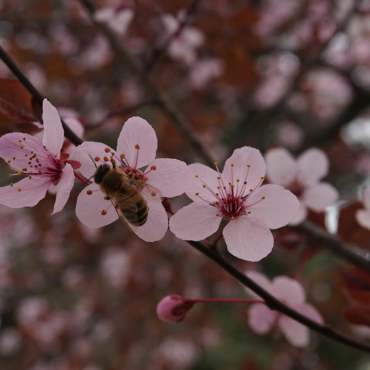 Impollinatore abete susino